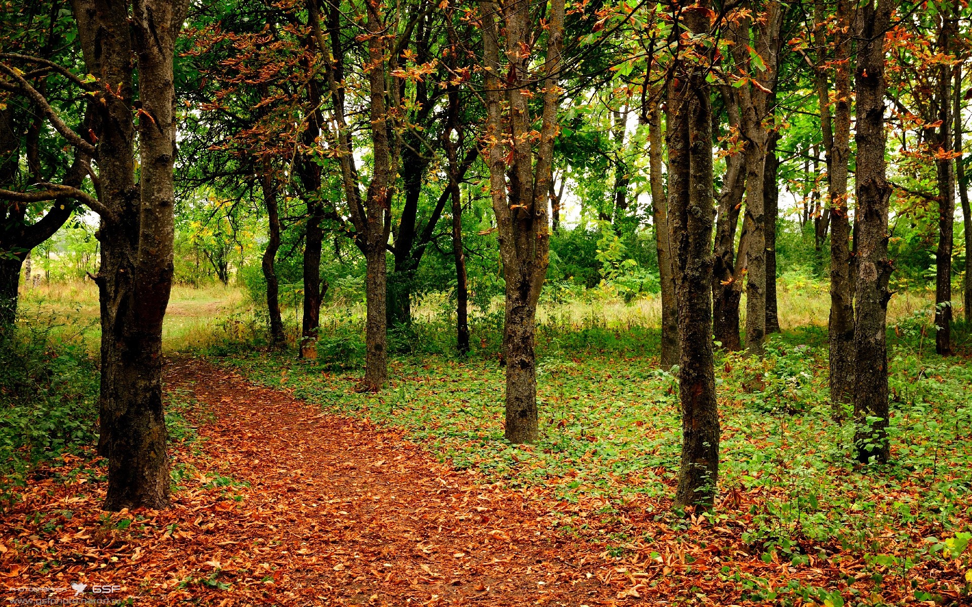 中长距离自由泳表现稳健,长距离自由泳技巧