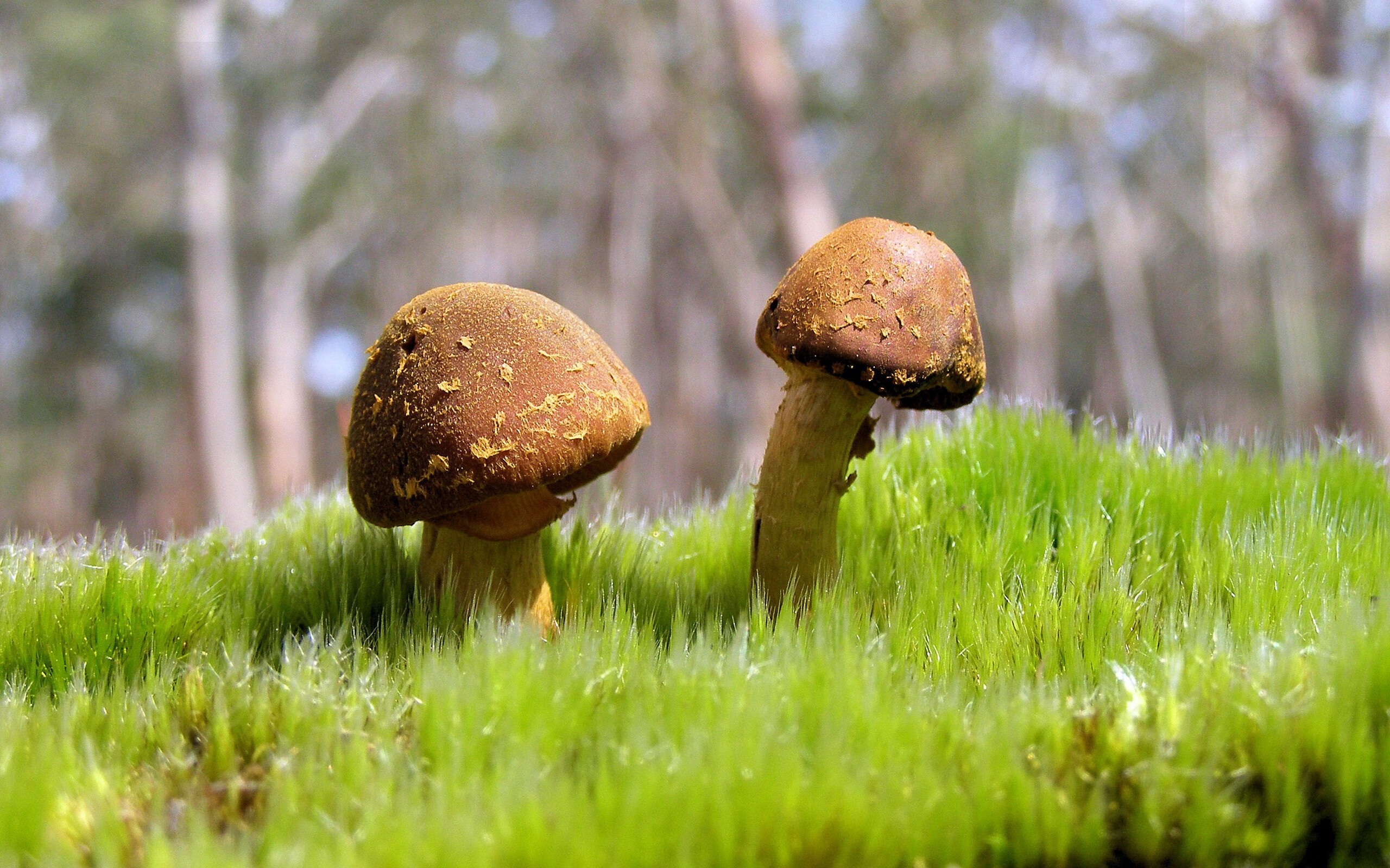 南非羚羊队:以强悍防守为基础,他们掌控着比赛节奏,南非大羚羊主要分布哪里